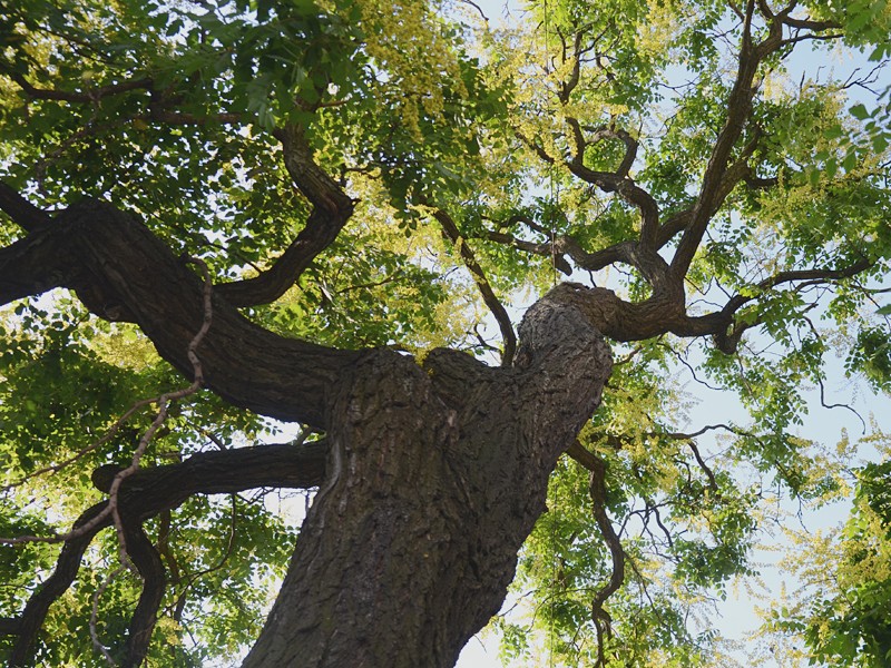 Koelreuteria paniculata