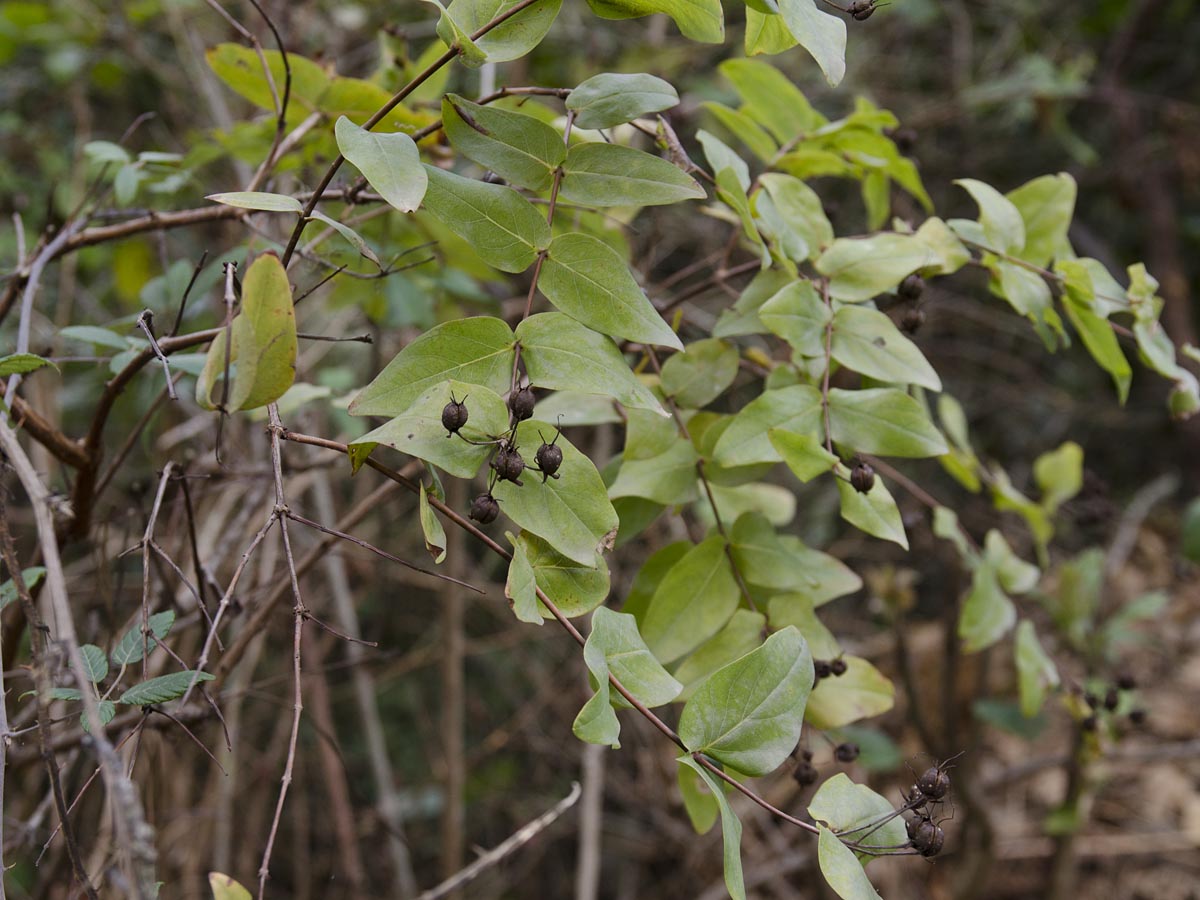 Hypericum grandifolium