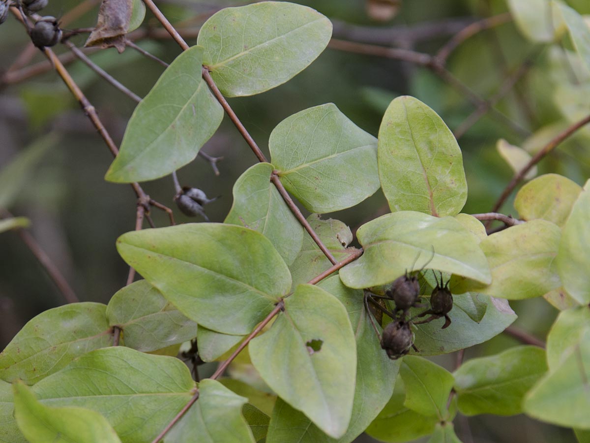 Hypericum grandifolium