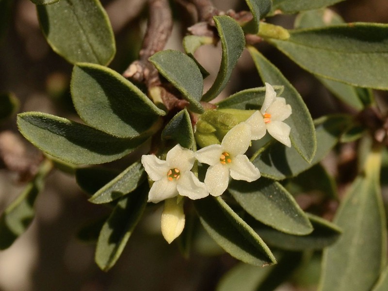 Daphne alpina