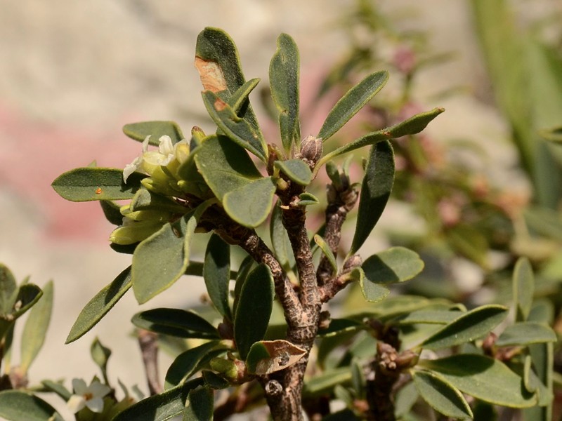 Daphne alpina