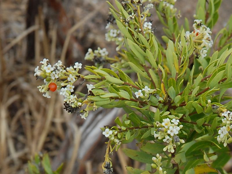 Daphne gnidium