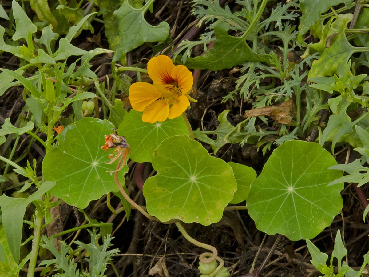 Tropaeolum majus