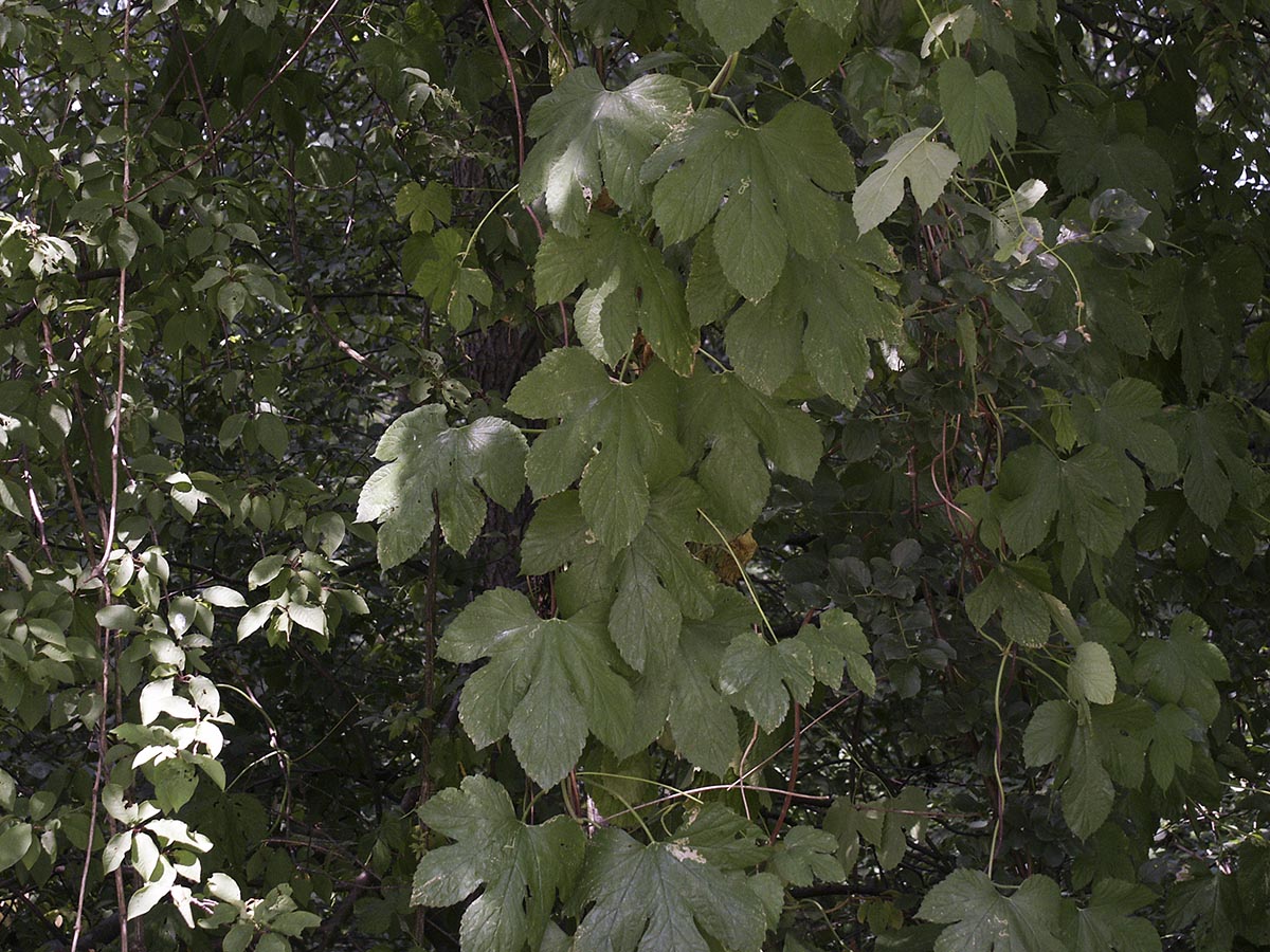 Humulus lupulus