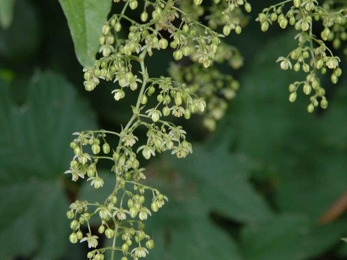 Humulus lupulus