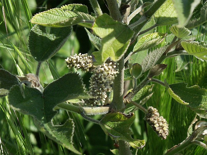 Broussonetia papyrifera