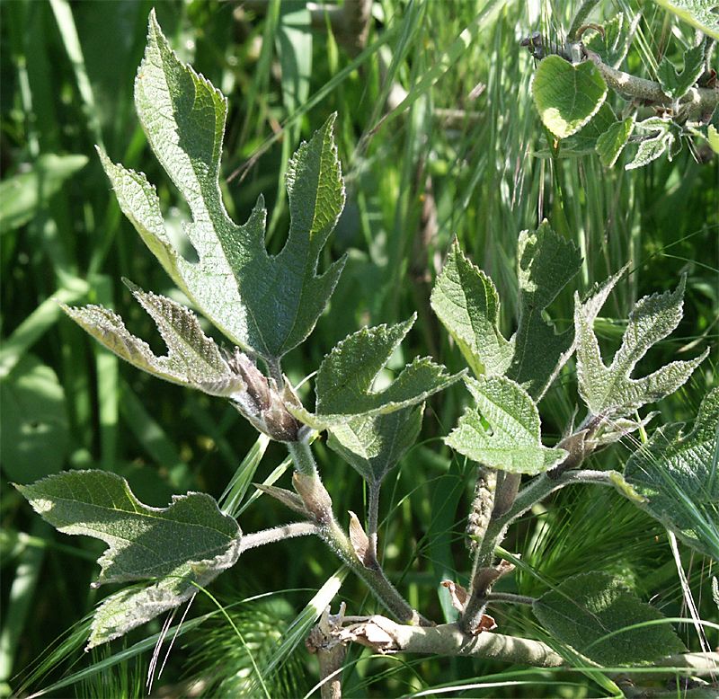 Broussonetia papyrifera