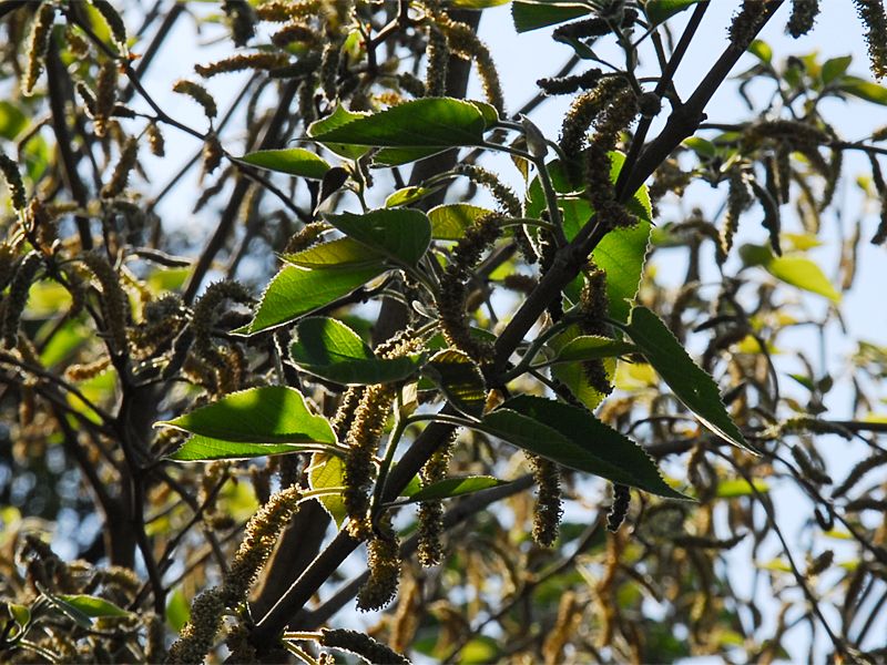 Broussonetia papyrifera