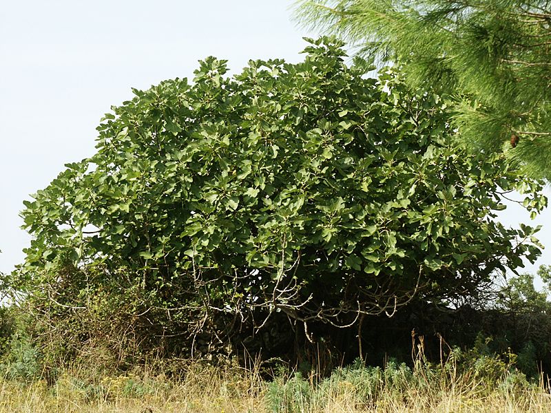  Ficus carica