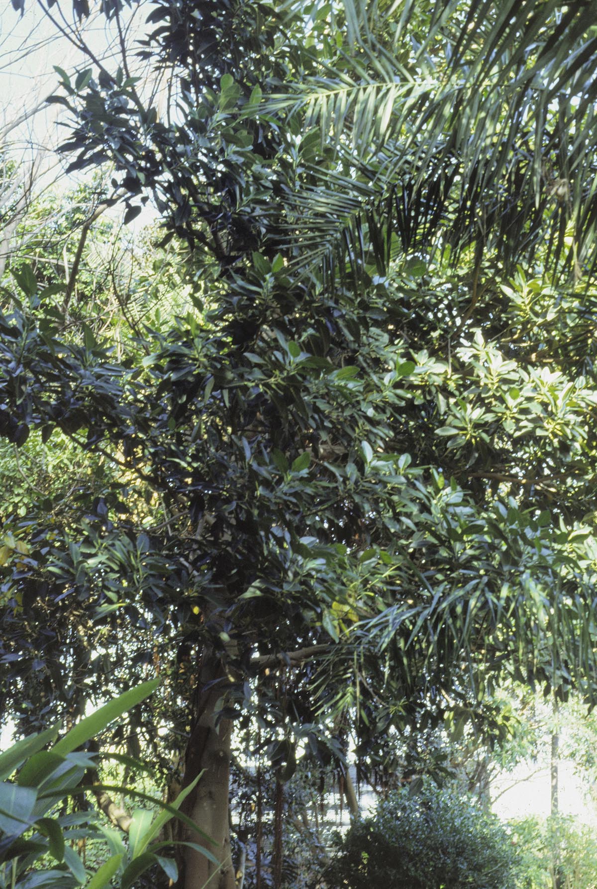 Ficus columnaris