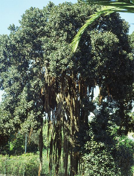 Ficus rubiginosa