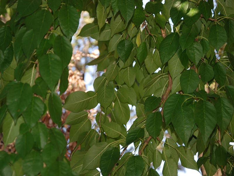 Maclura pomifera