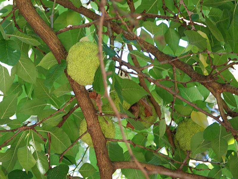 Maclura pomifera