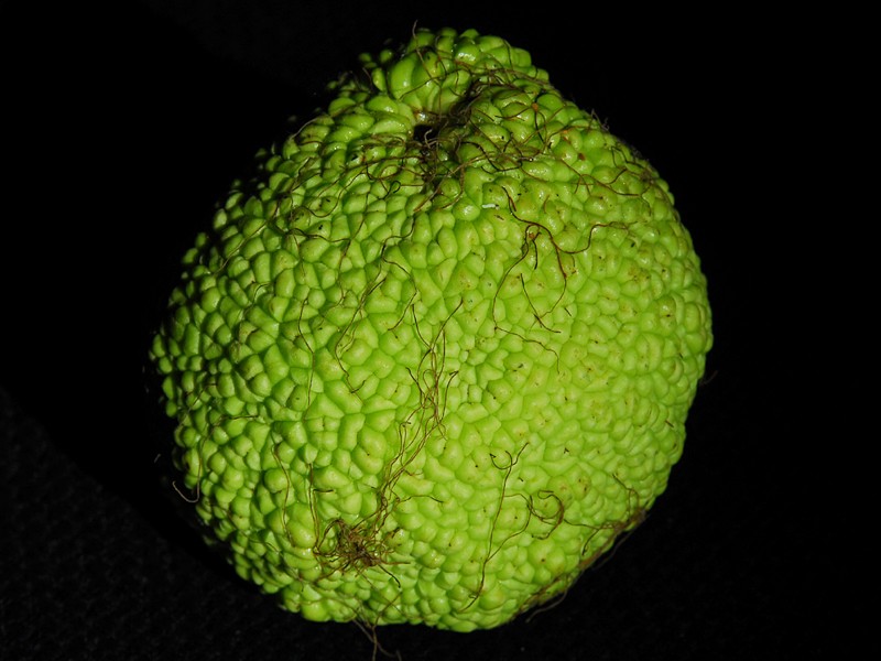 Maclura pomifera