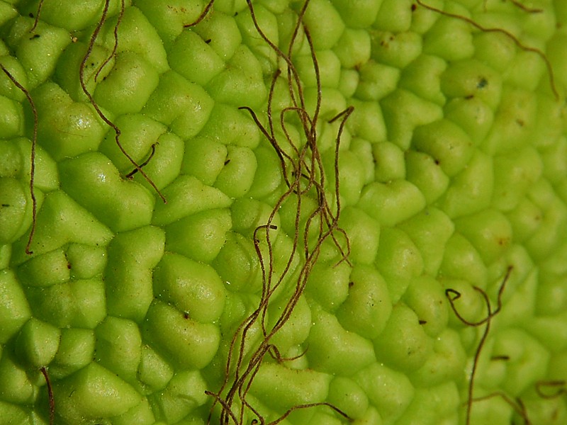 Maclura pomifera