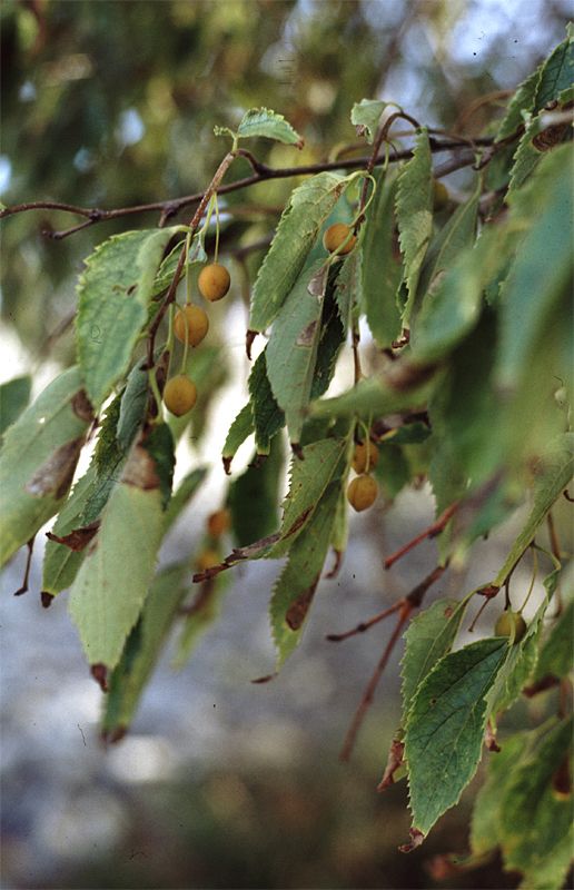 Celtis australis