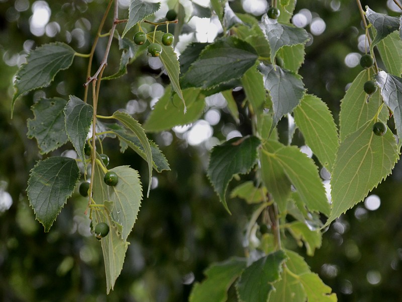 Celtis australis Blätter