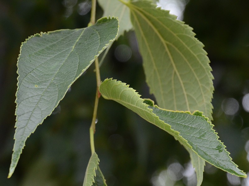 Celtis australis Blätter