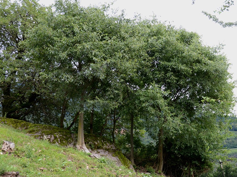 Celtis australis