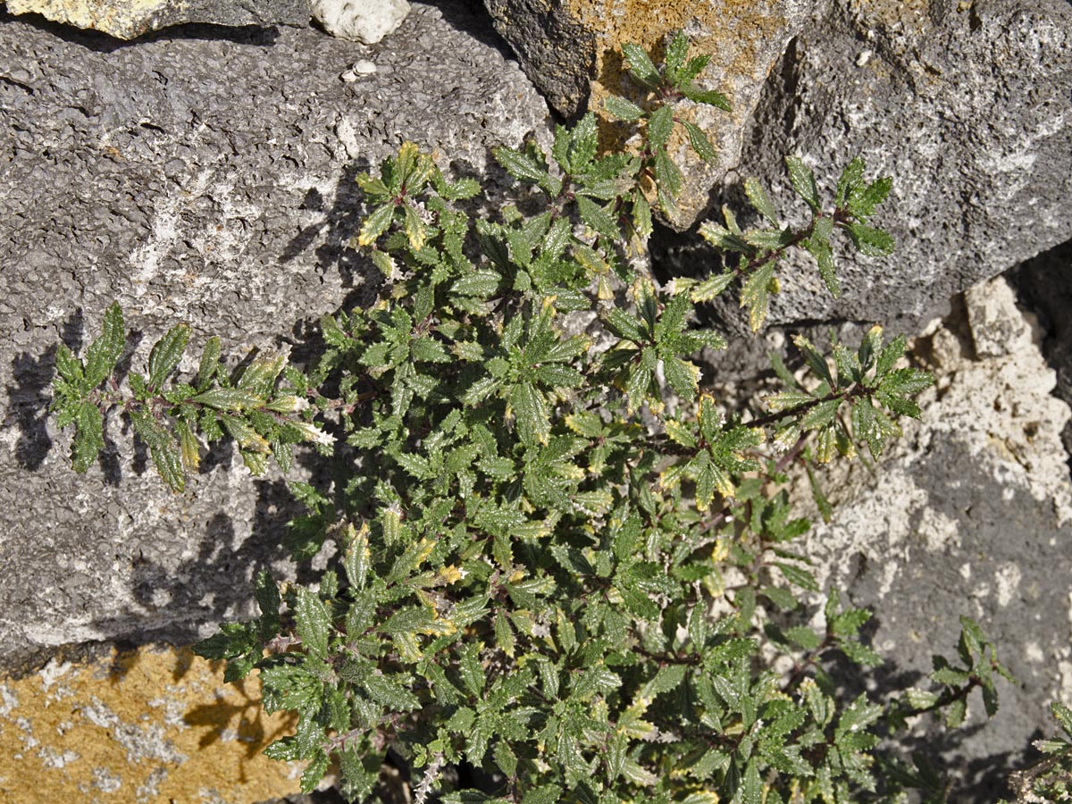 Forsskaolea angustifolia