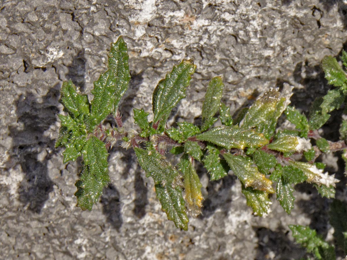 Forsskaolea angustifolia