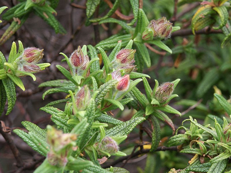 Cistus monspeliensis