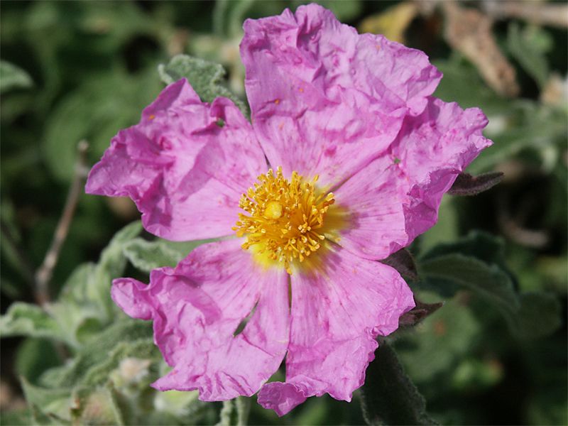 Cistus villosus