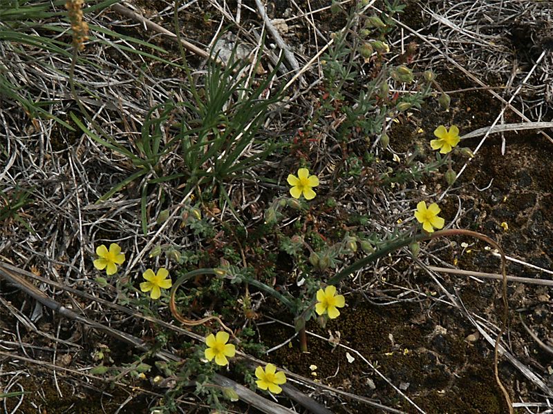 Fumana thymifolia