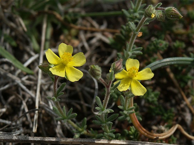 Fumana thymifolia