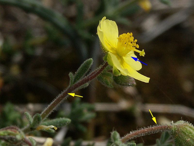 Fumana thymifolia