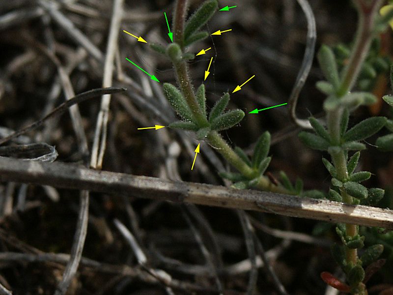 Fumana thymifolia