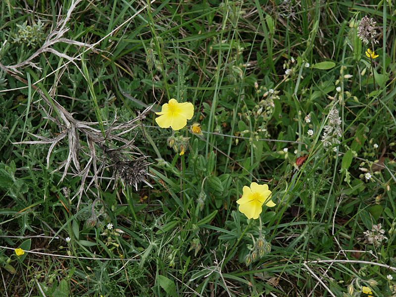 Helianthemum nummularium