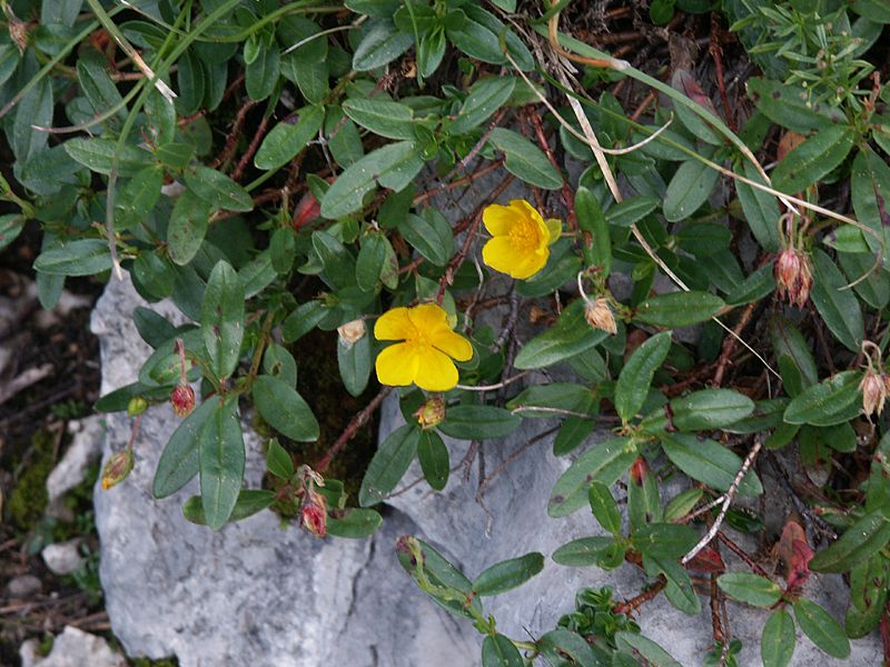 Helianthemum alpestre