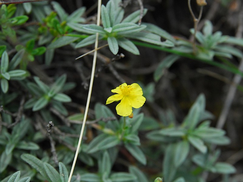 Helianthemum canum