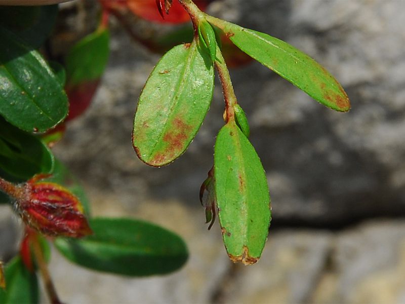 Helianthemum nummularium ssp. glabrum