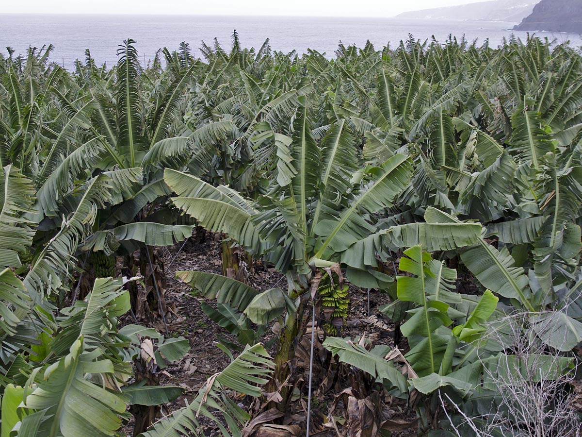 Musa acuminata