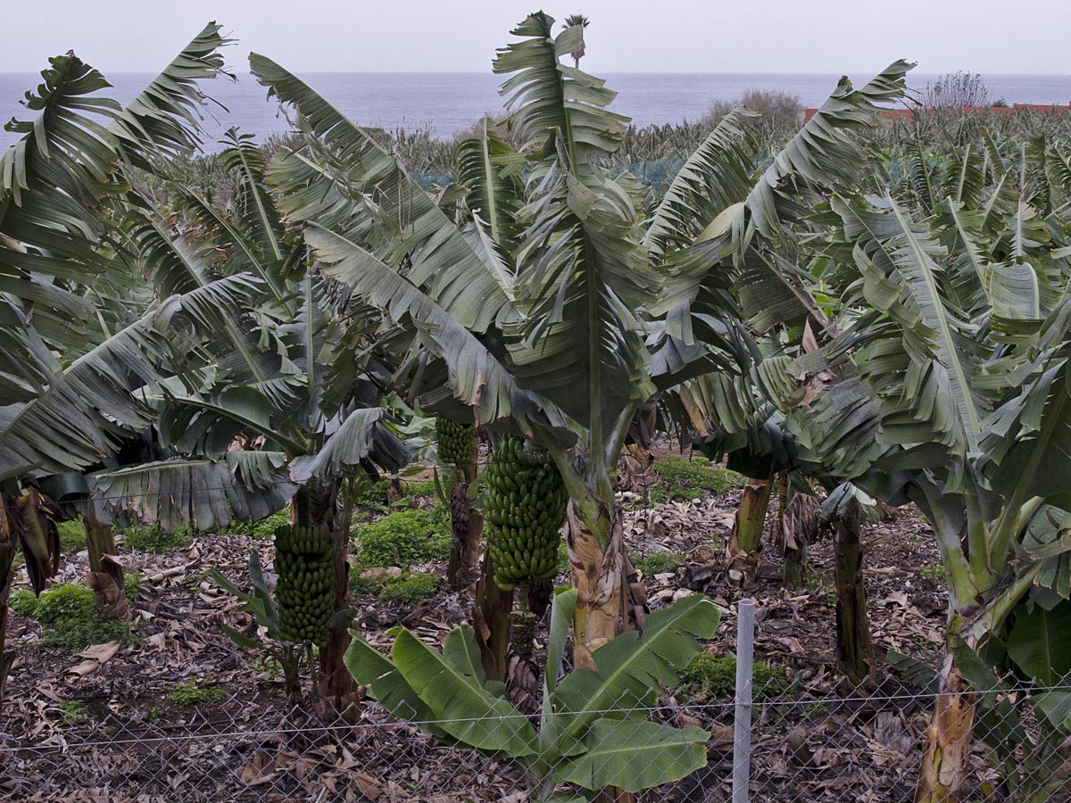 Musa acuminata