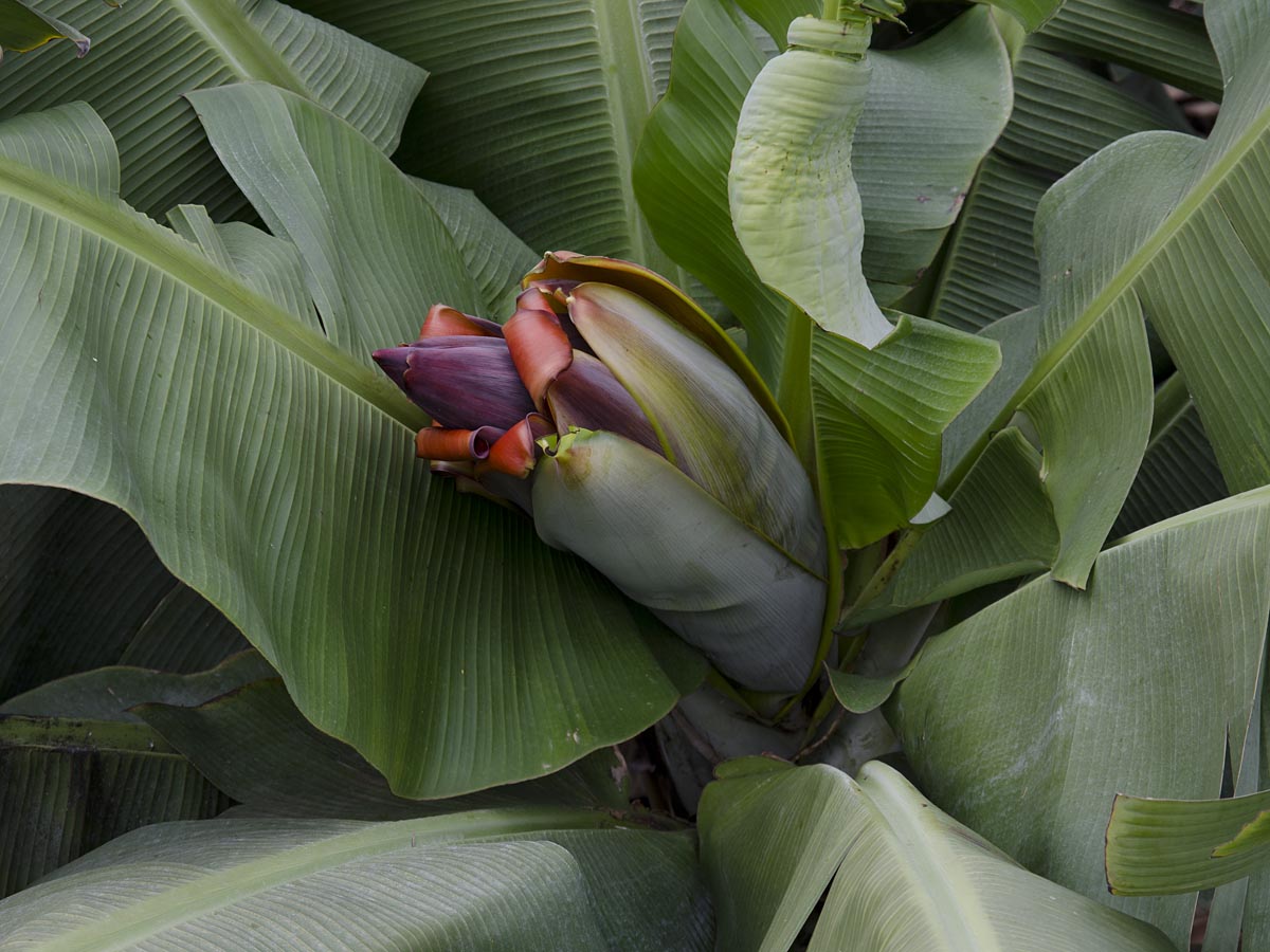 Musa acuminata