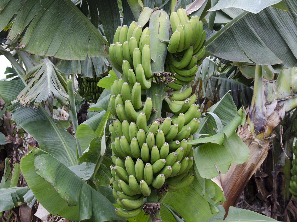 Musa acuminata