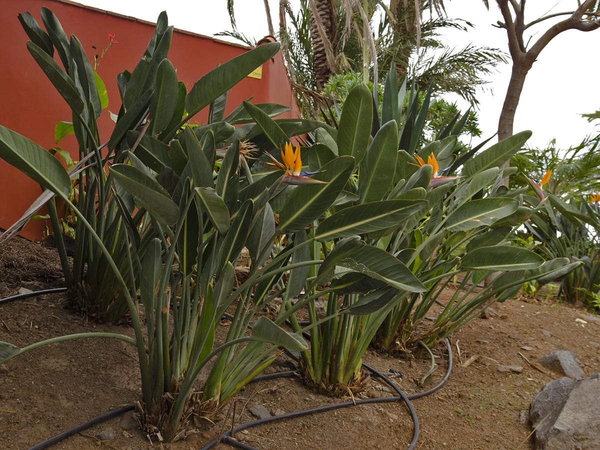 Strelitzia reginae