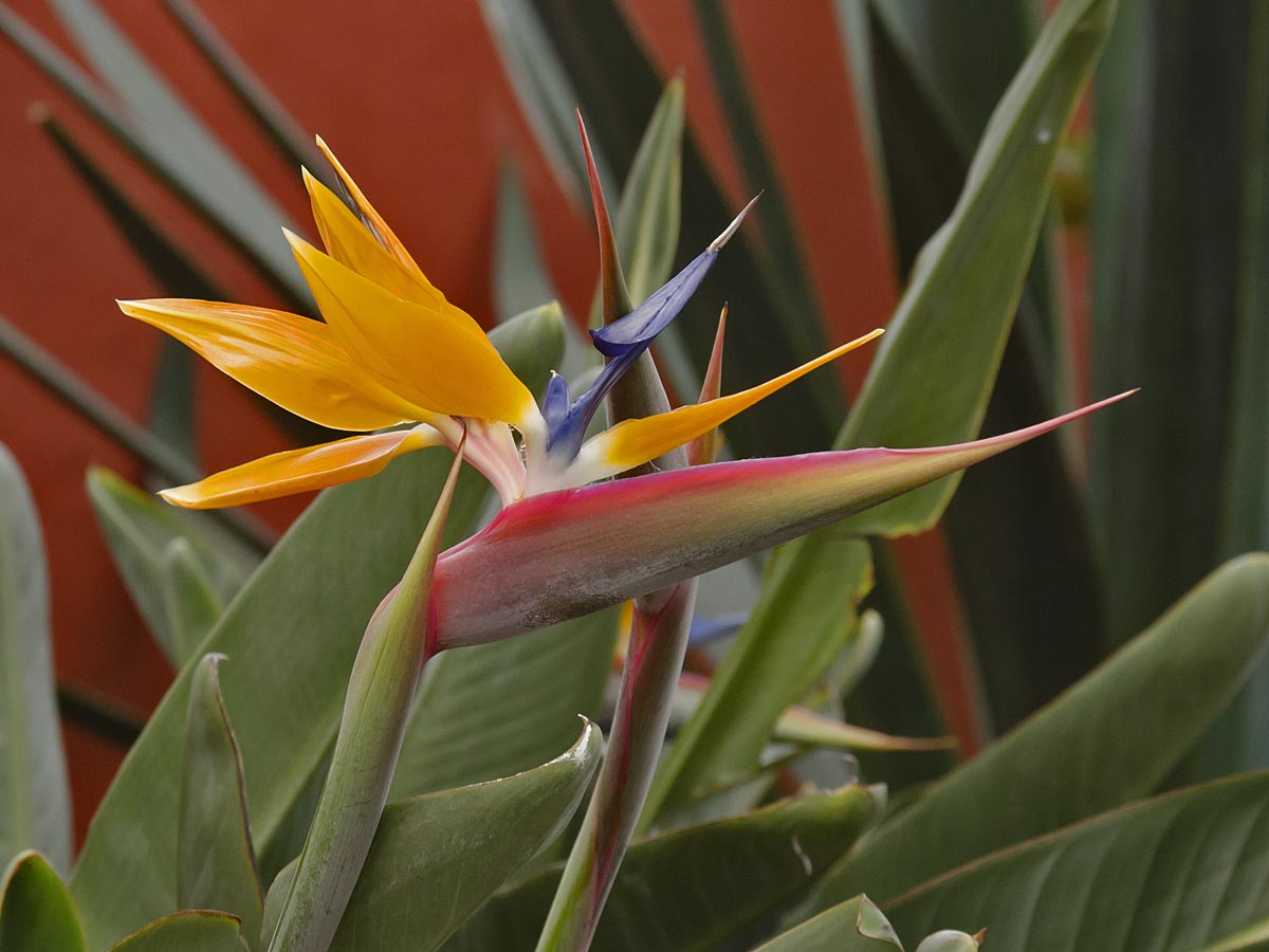 Strelitzia reginae