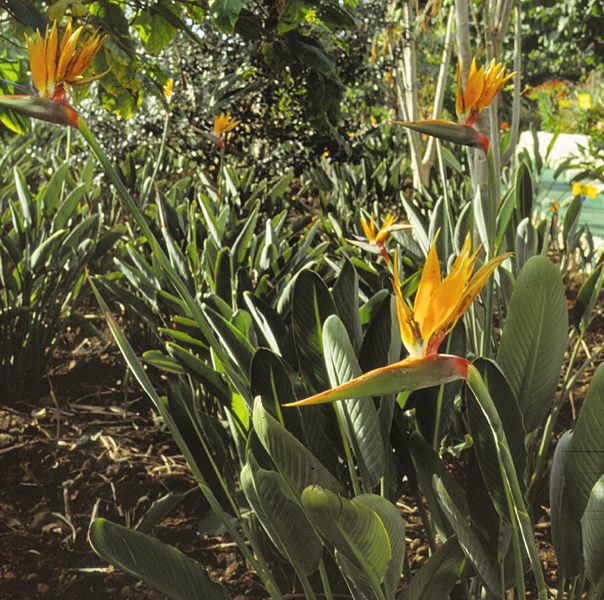 Strelitzia reginae