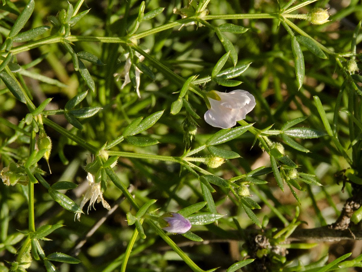 Fagonia cretica