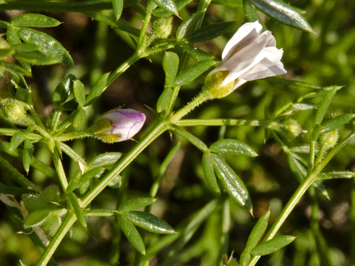 Fagonia cretica