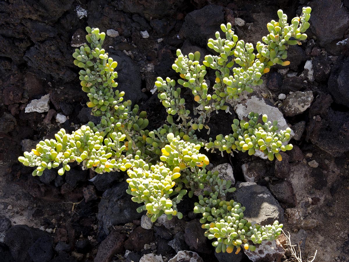 Tetraena fontanesii