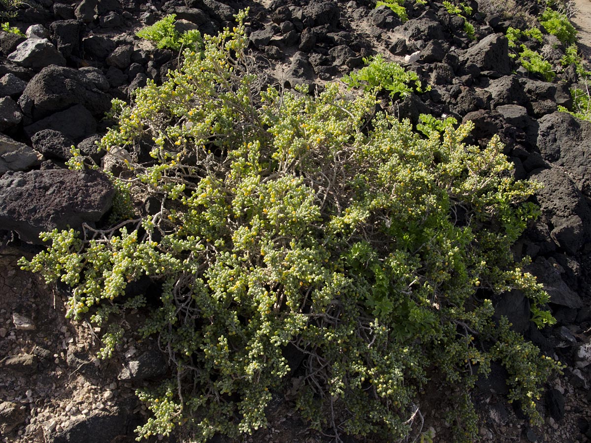 Tetraena fontanesii