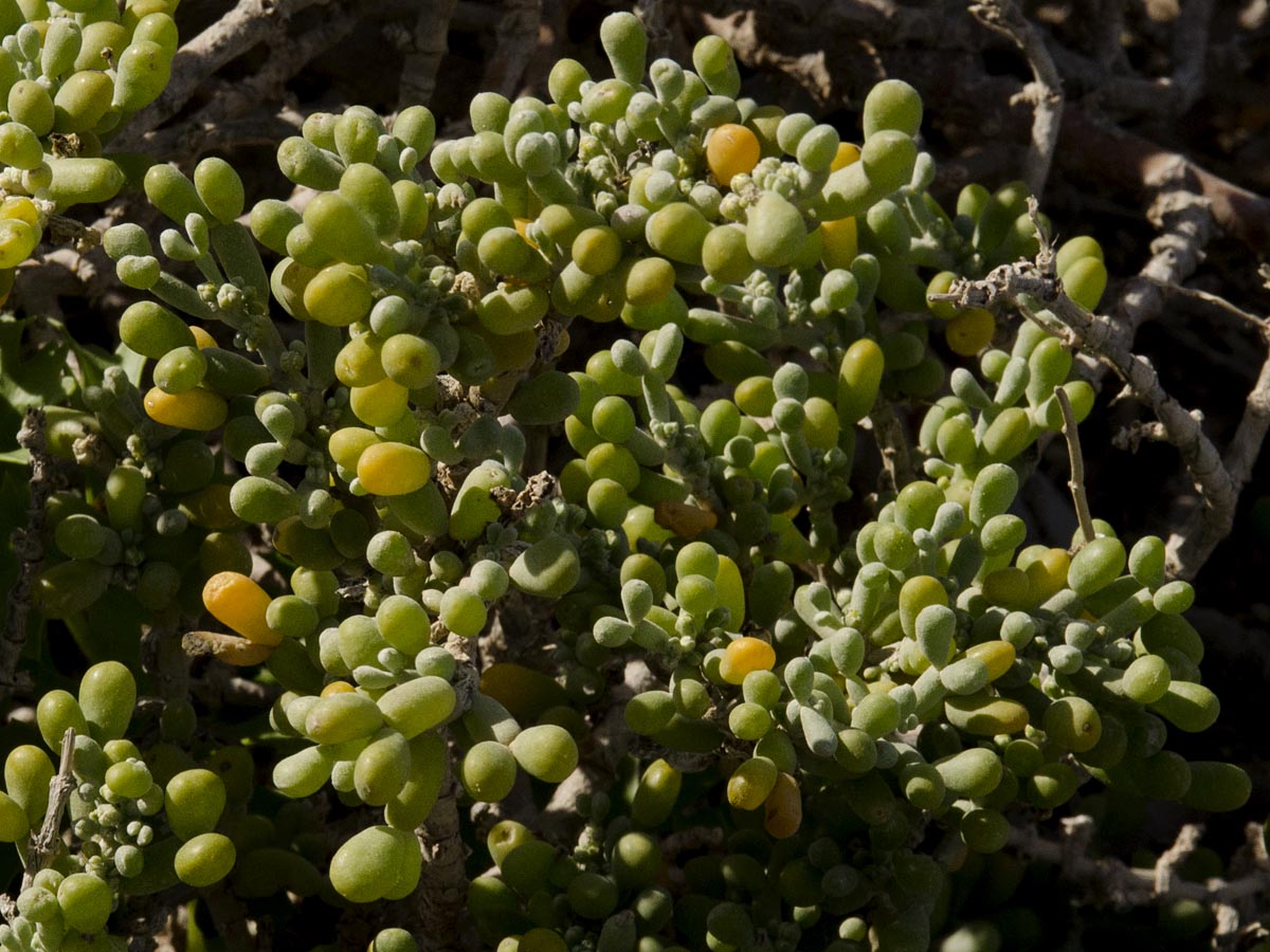 Tetraena fontanesii