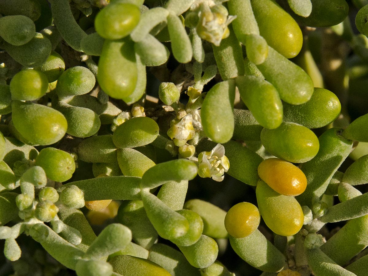 Tetraena fontanesii