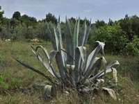 Agave