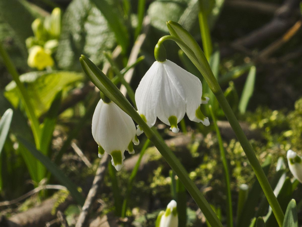 Blüte
